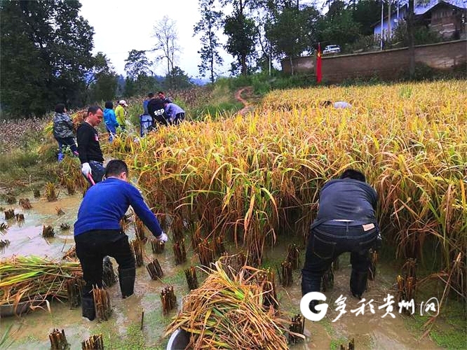 贵州黄平水稻(贵州黄平水稻种植时间)