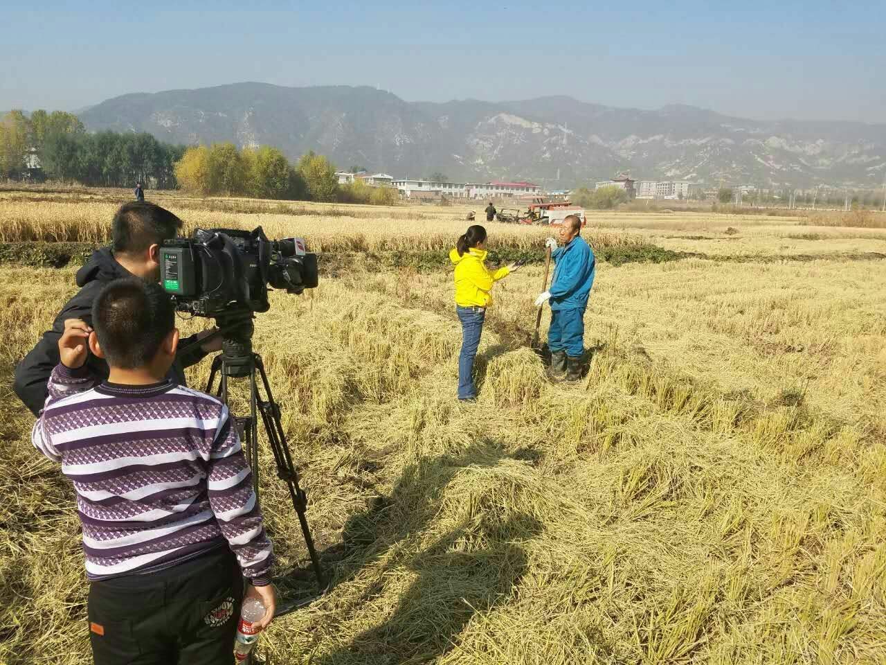 山西改种水稻(山西省水稻种植面积)