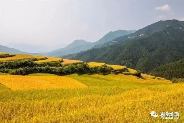 连南县水稻收割(水稻收割联系电话)