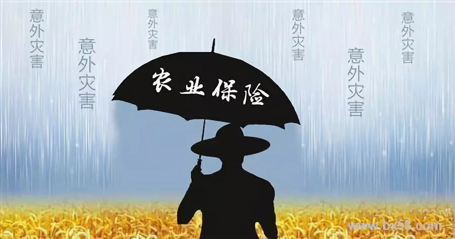 水稻保险收入(水稻保险是哪个保险公司)