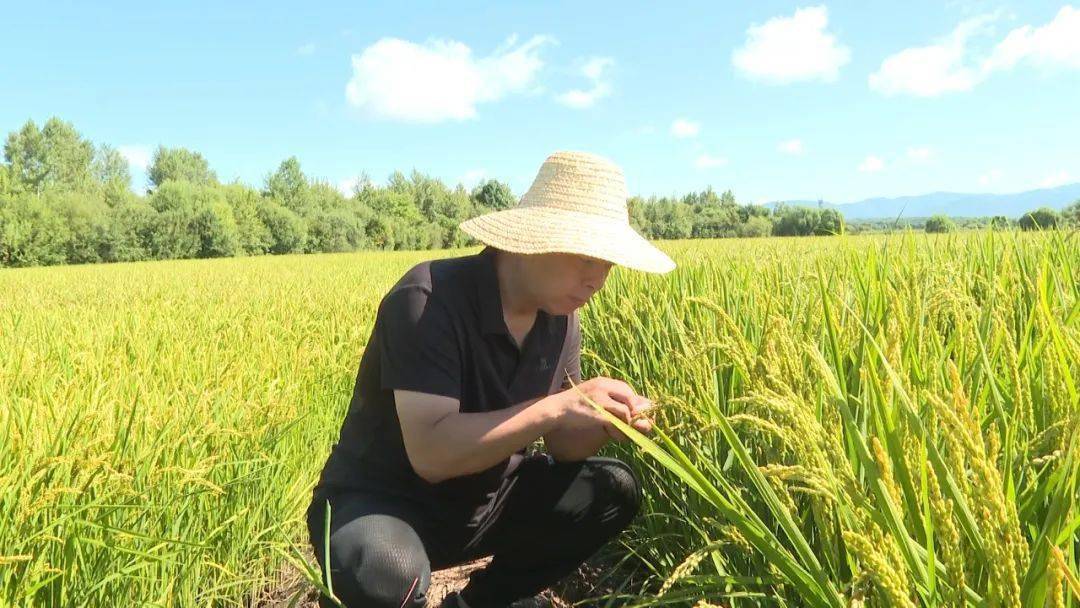 铁力几号种水稻(铁力农场耕地面积)