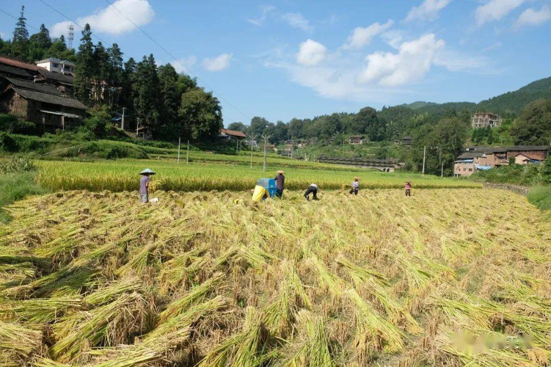 绥宁收水稻(绥宁县杂交水稻)