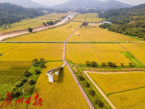 韶关浈江区水稻(韶关浈江区水稻种植补贴)