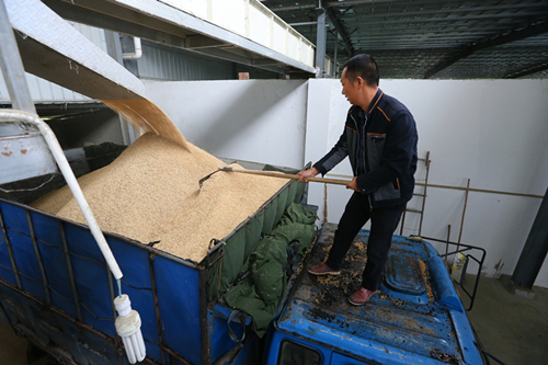 粮食企业稻谷烘干能力情况(粮食企业稻谷烘干能力情况怎么写)