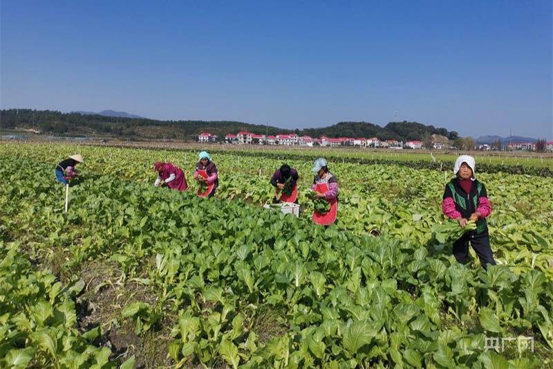 吉林水稻大王(吉林水稻大王是哪里人)