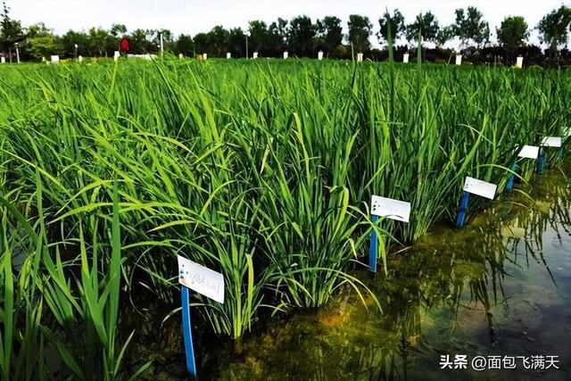 海水稻上市(海水稻 概念股)