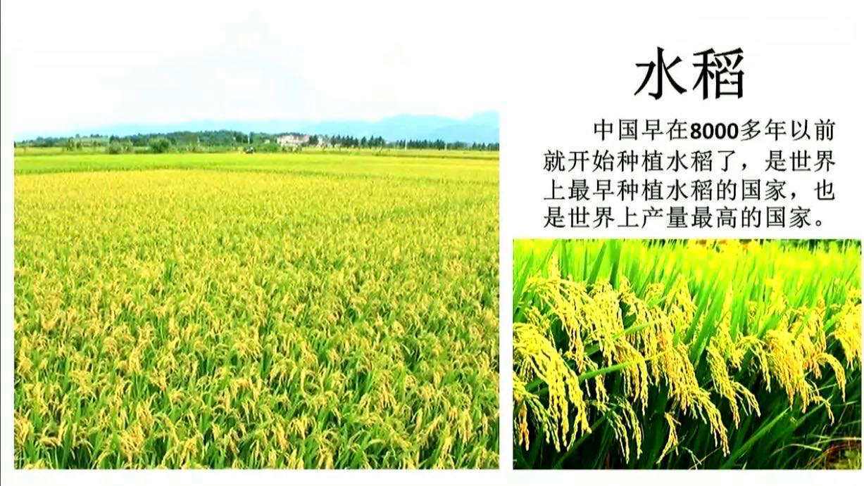 水稻原产于亚洲热带在中国(水稻原产于亚洲热带在中国被广为栽种后)