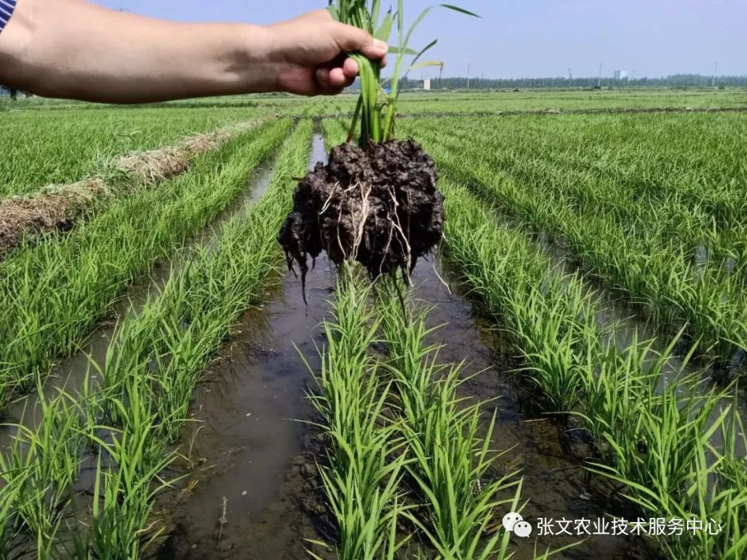 水稻施有机肥的方法视频(水稻施有机肥的方法视频教程)