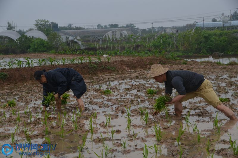 水稻移栽结束(水稻移栽后几天开始返青)