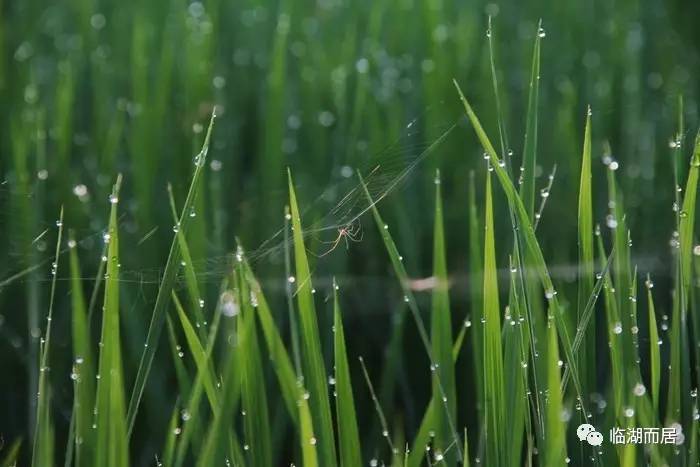 水稻上露水(水稻有露水能打农药吗)