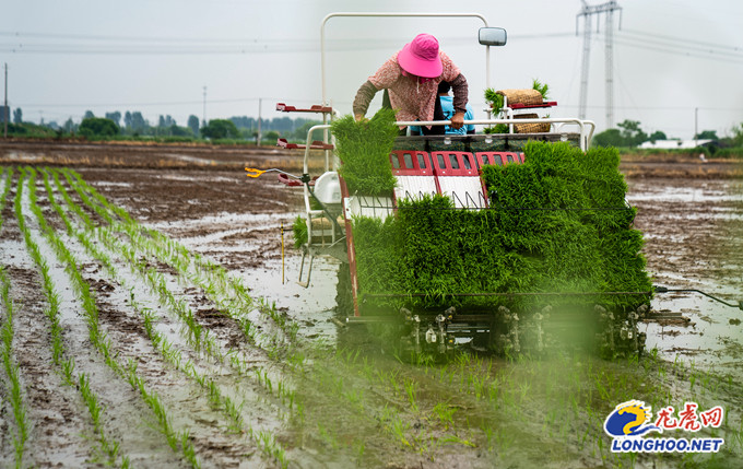 水稻在什么季节施肥最好(水稻什么时候用肥料最好呢)