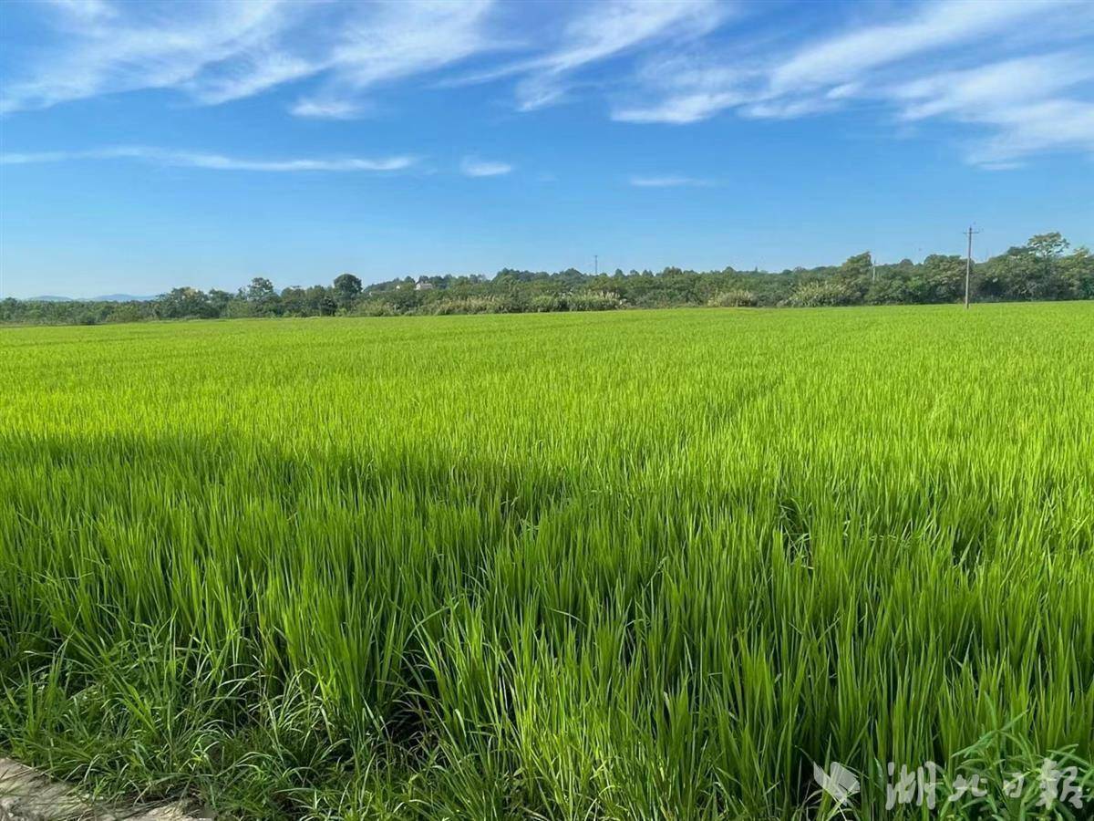 武汉地区能种几季水稻吗(武汉地区能种几季水稻吗冬天)