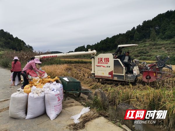 水稻怎么看是否打包了(水稻怎么看是否打包了呢)