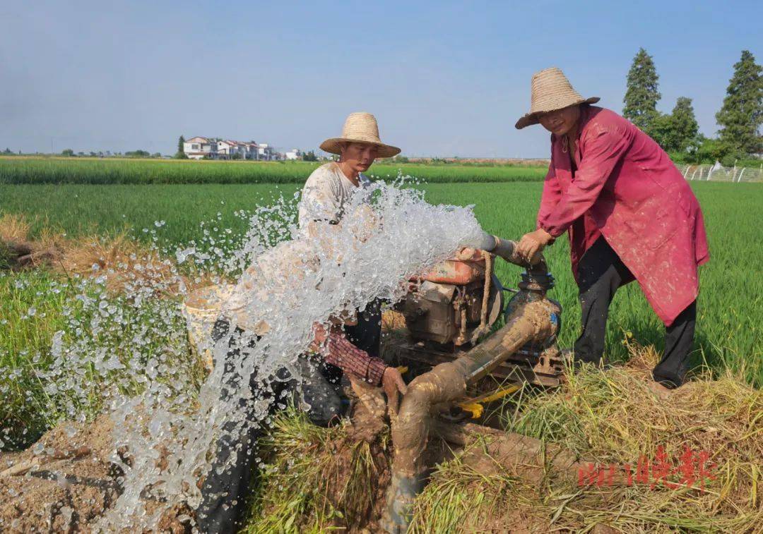 节水抗旱水稻(节水抗旱水稻产量)