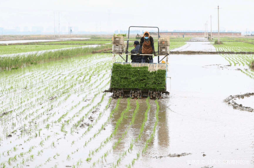 水稻926直播技术(水稻926直播技术怎么样)