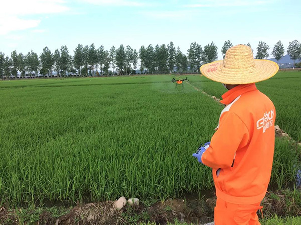 水稻少用农药吗(水稻用农药对人体伤害大吗)