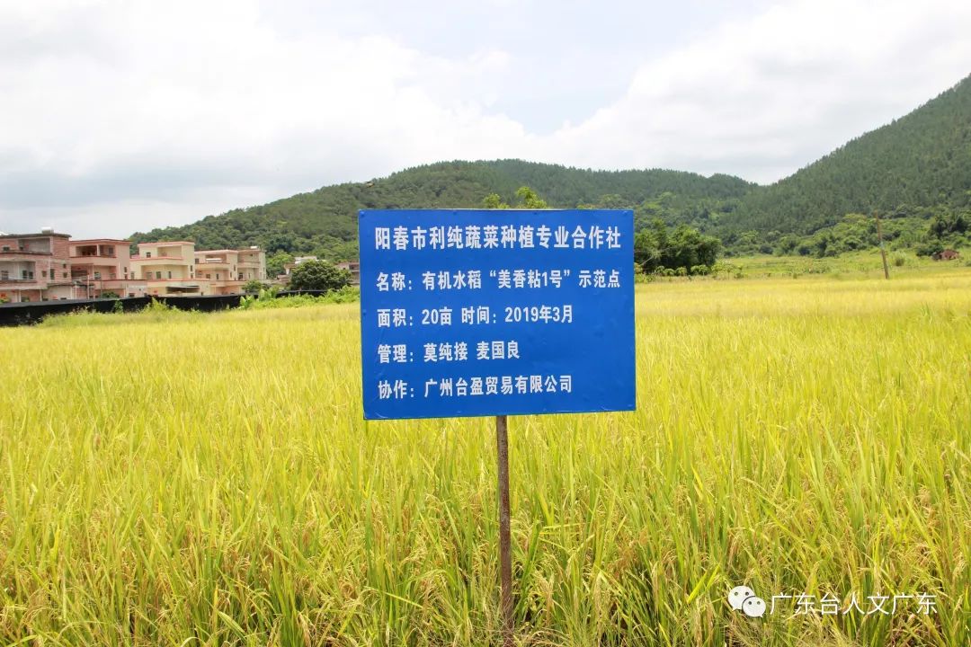 水稻种阳江(阳新水稻种植面积)