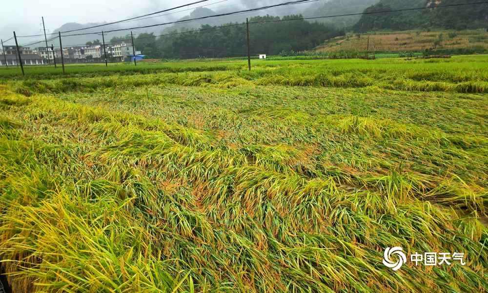 水稻翻地视频(水稻地翻地视频)