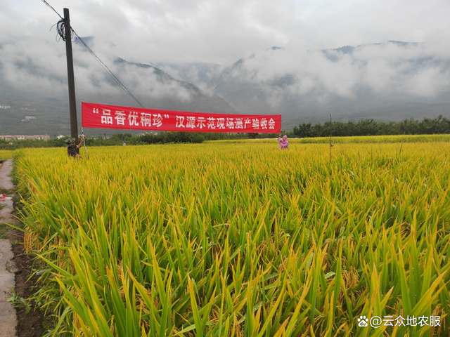 水稻突出香味标语(水稻的味道怎么形容)