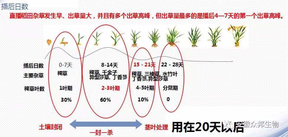 水稻怎么产生(水稻怎么产生后代)