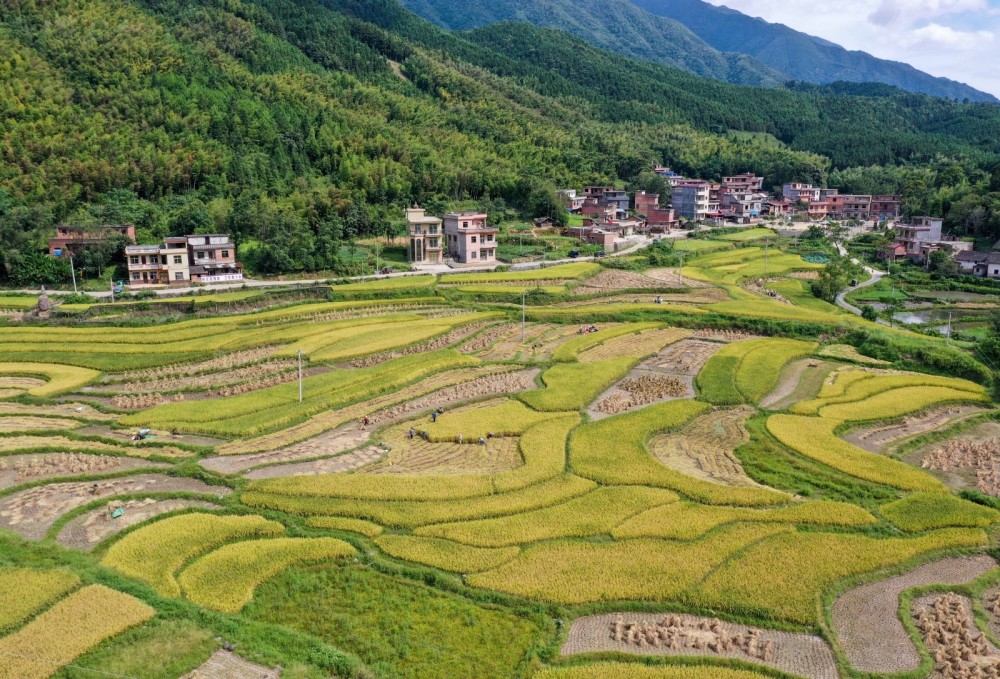 衡东水稻种植(衡东水稻种植面积)