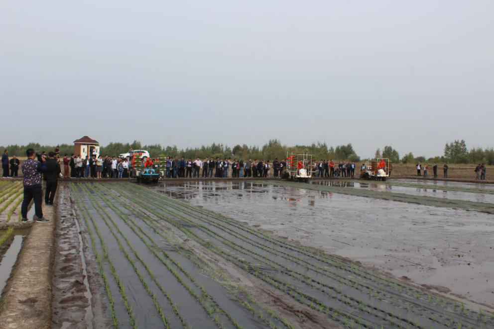 水稻粘种覆膜直播技术(水稻粘种覆膜直播技术要求)