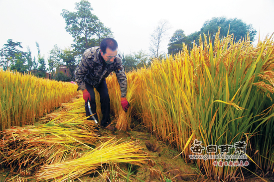 收水稻困难(收水稻注意什么)