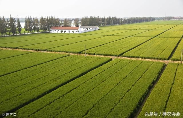 黑龙江水稻有水稻补贴么(2020年黑龙江水稻有补贴吗)