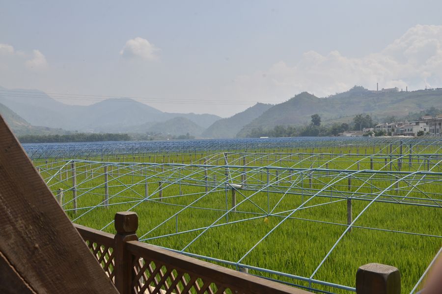 温宿水稻农场(温宿水稻农场野钓)