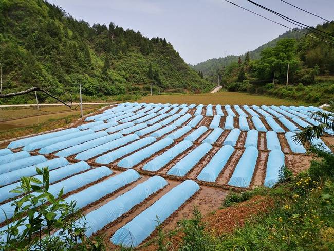 农村自制水稻塘的做法(农村自制水稻塘的做法大全)