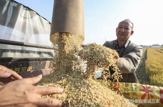 出售水稻价格行情(出售水稻价格行情走势图)