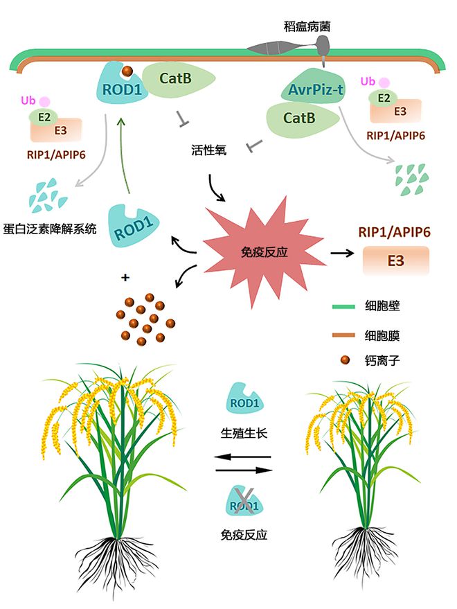 水稻单基因(水稻单基因系)