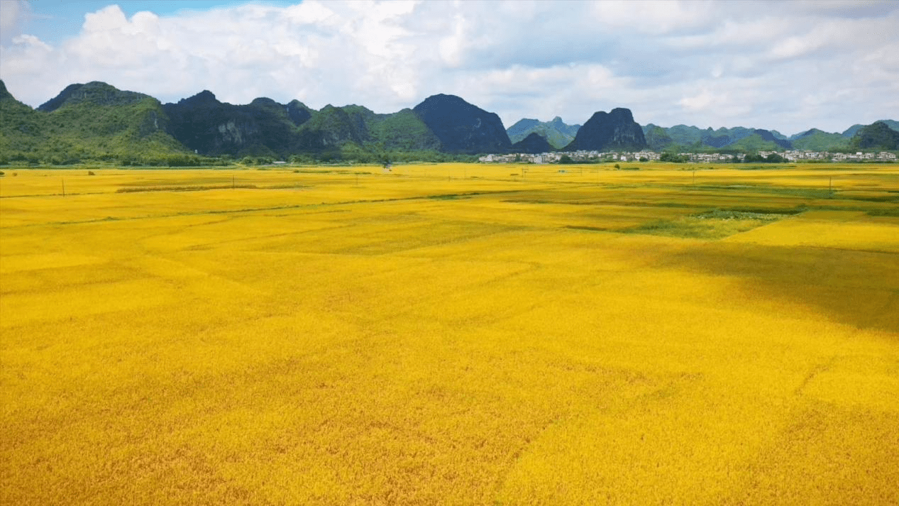 广西水稻标准(2021年广西水稻种子主推品种)