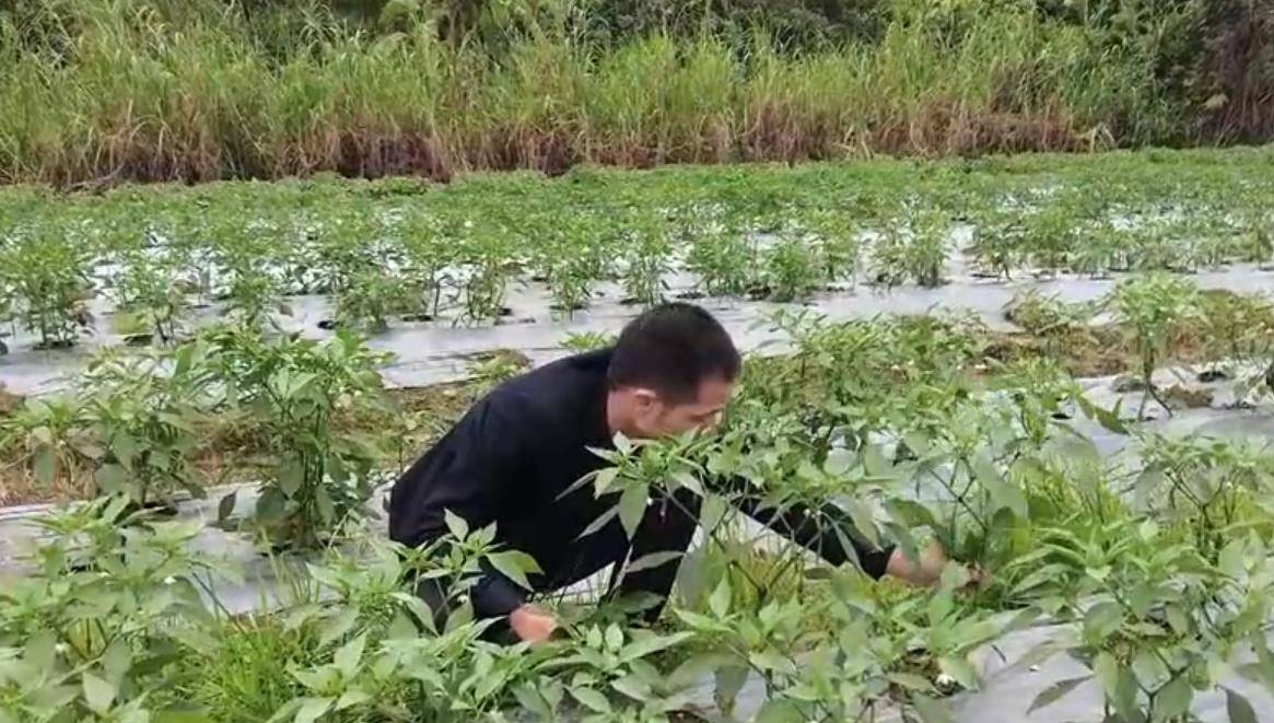 偷水稻贼(偷农民的水果)