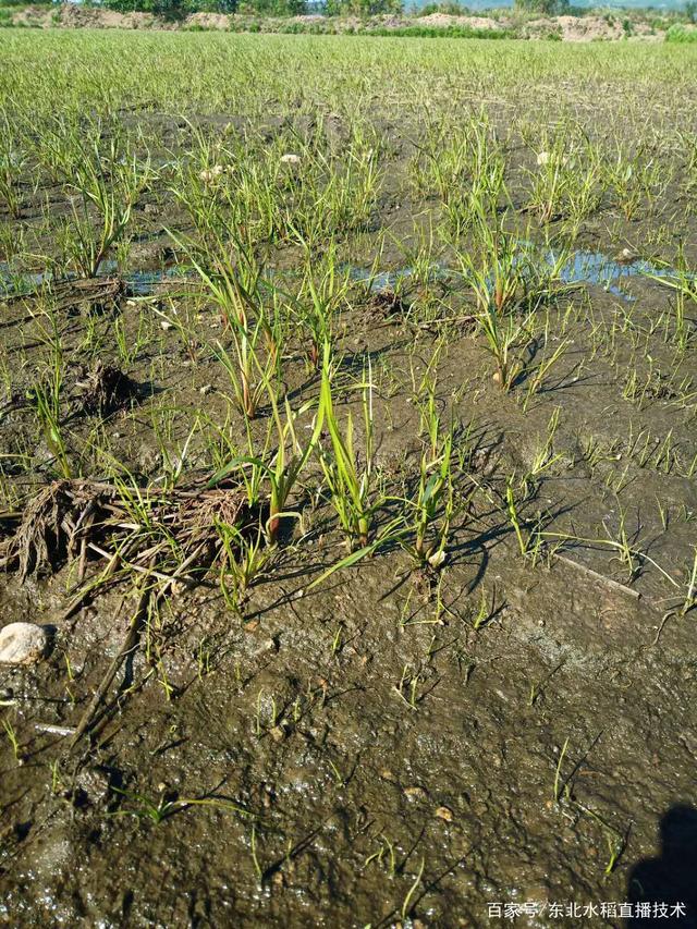 寒地直播水稻除草(水稻旱直播除草技术视频)