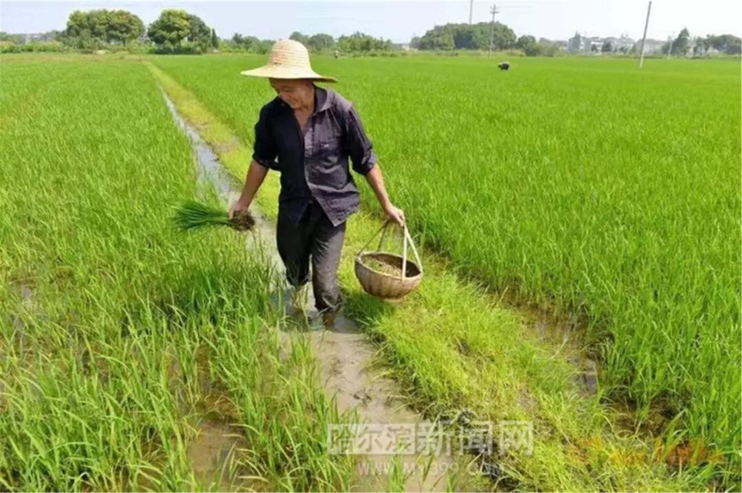 寒地直播水稻除草(水稻旱直播除草技术视频)