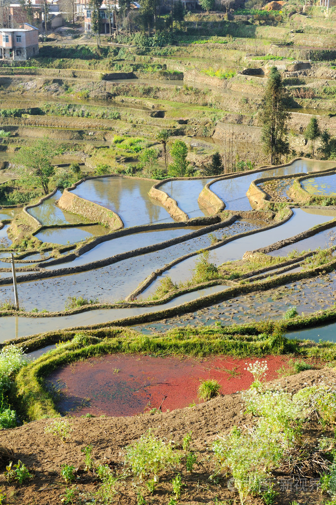 云南元阳水稻上山(元阳梯田稻子什么时候黄)