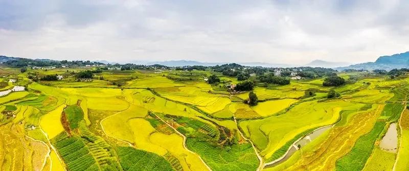 巨型水稻泸州(泸州水稻种植面积)