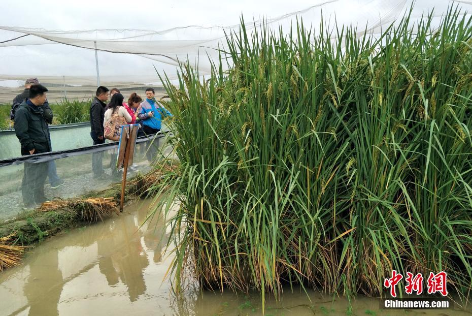 巨型水稻泸州(泸州水稻种植面积)