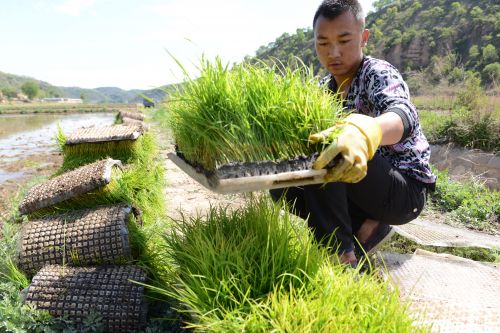 湛江市水稻种植合作社名称(湛江市水稻种植合作社名称是什么)