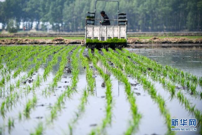 种水稻和栽水稻一样吗图片(种水稻和栽水稻一样吗图片视频)