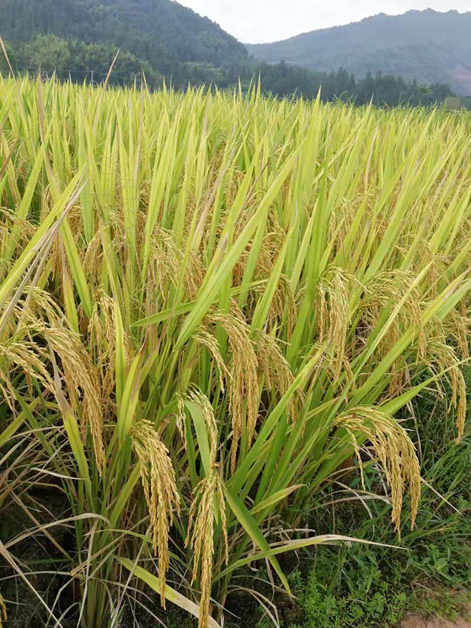 海南水稻用药(海南的水稻主要有哪几种病虫害)