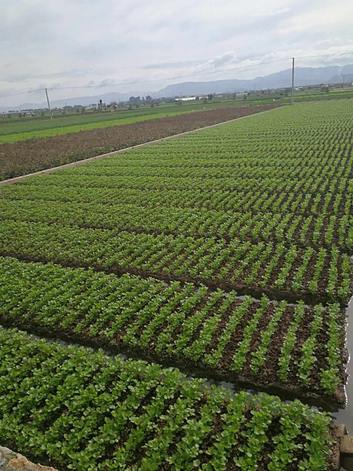 种植粮食企业有哪些类型(种植粮食的上市公司是哪几家?)