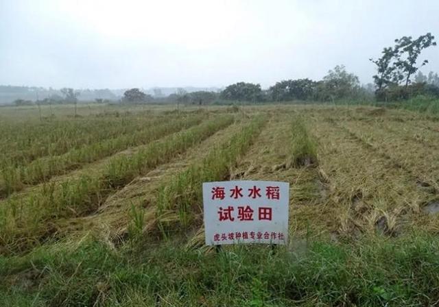 粮食海水稻(海水稻米产量和口感如何)