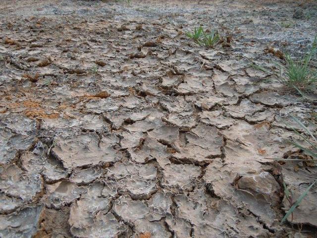 水稻被雷劈(水稻被雷劈了怎么补救方法)