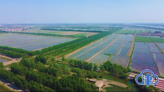 宁河区水稻价格(宁河区水稻价格行情)