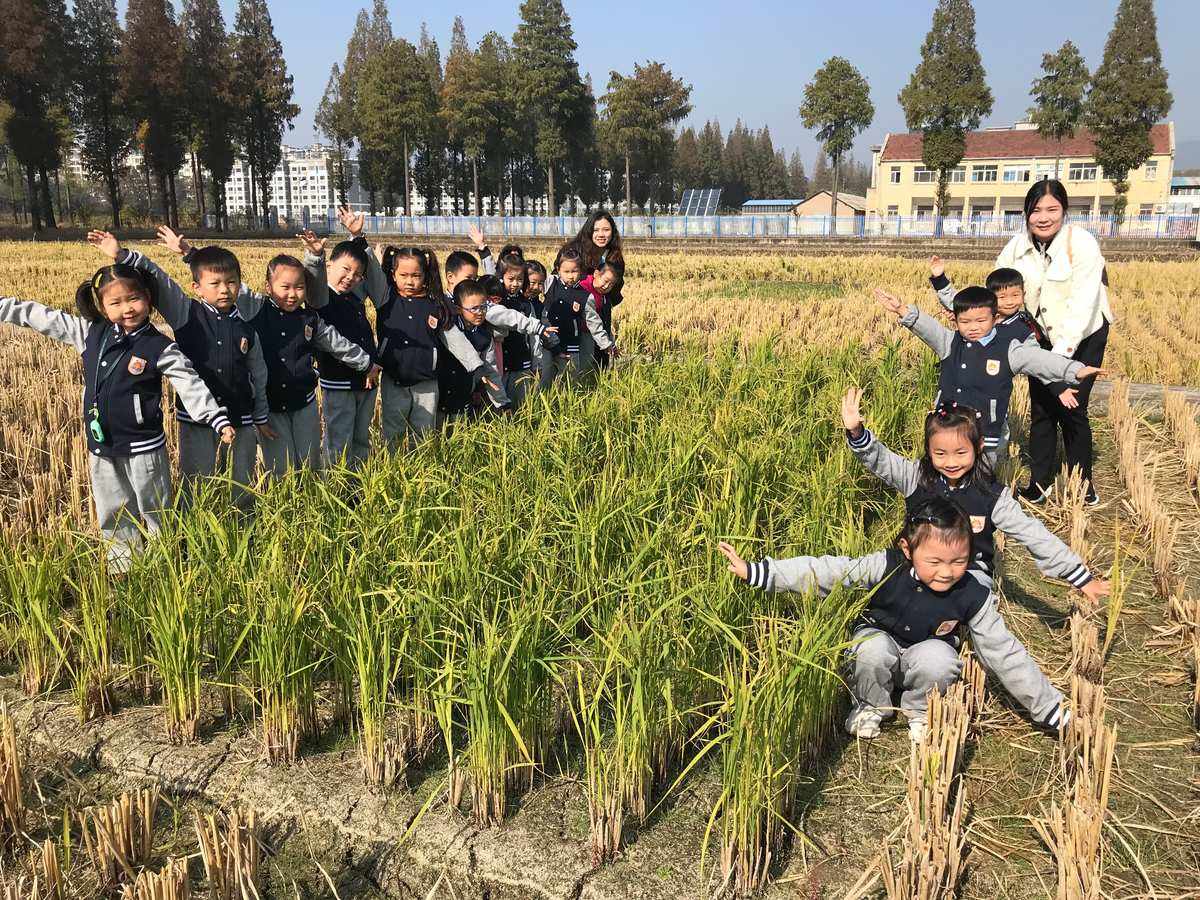 幼儿种水稻游戏(幼儿种水稻游戏玩法)