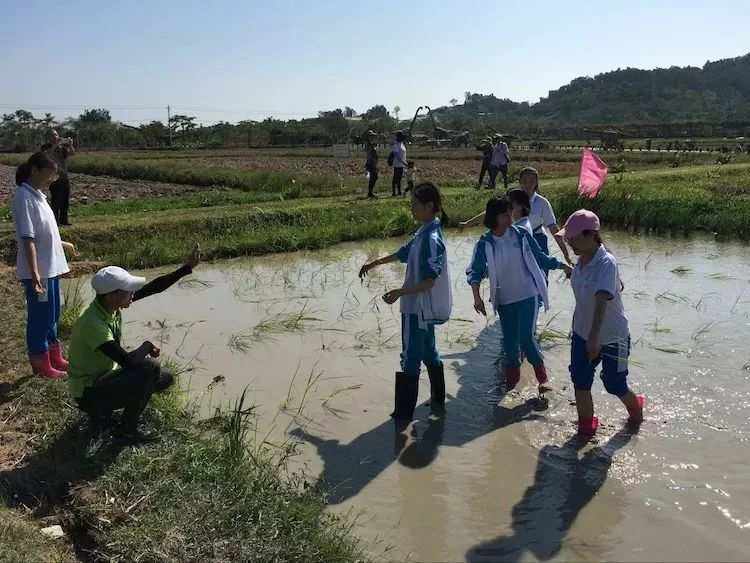 水稻国家公园研学(水稻国家公园研学基地电话)