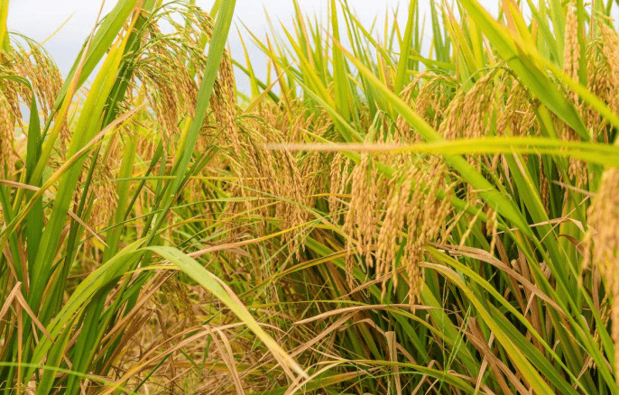 加州水稻(加州水稻种植区)