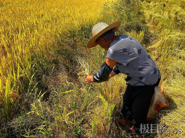 奶奶那个水稻的简单介绍